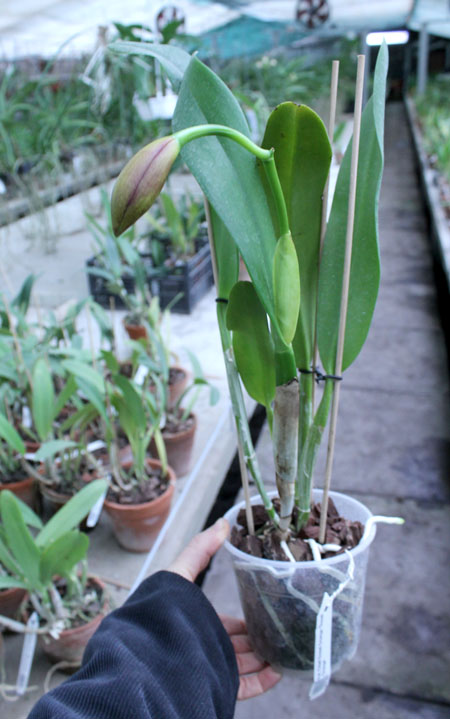 Potinara Chief Sweet Orange 'Sweet Orange'.jpg