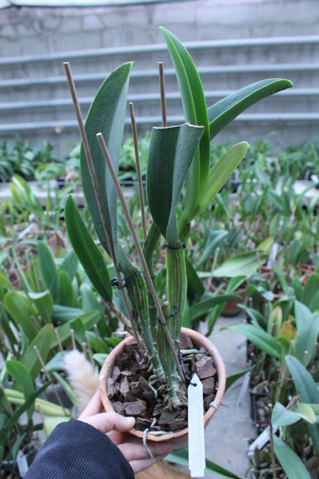 Brassolaeliocattleya Eve Marie Barnett.jpg