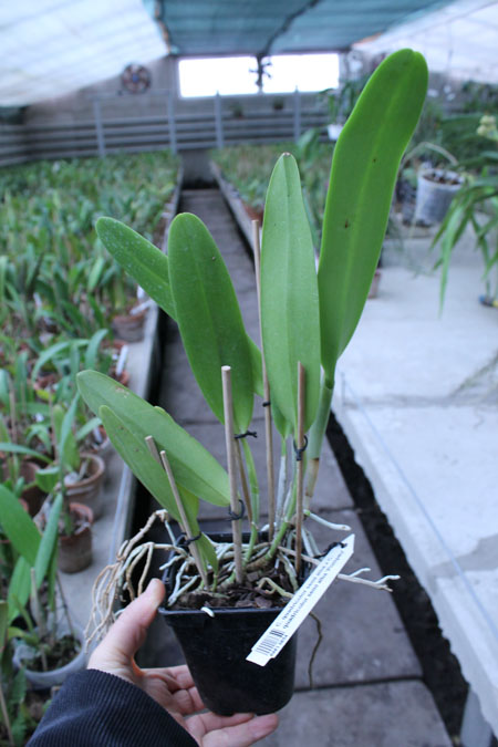 Cattleya quadricolor semi alba x Cattleya quadricolor semi alba 'Pompeu'.jpg