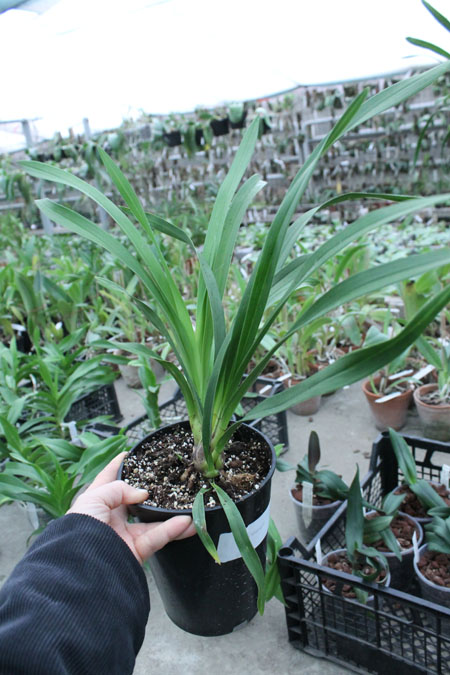 Cymbidium Kiwi Midnight.jpg