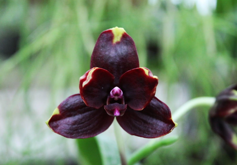 Phalaenopsis Hawaii Dragon Girl x Lioulin Goldfinch.jpg