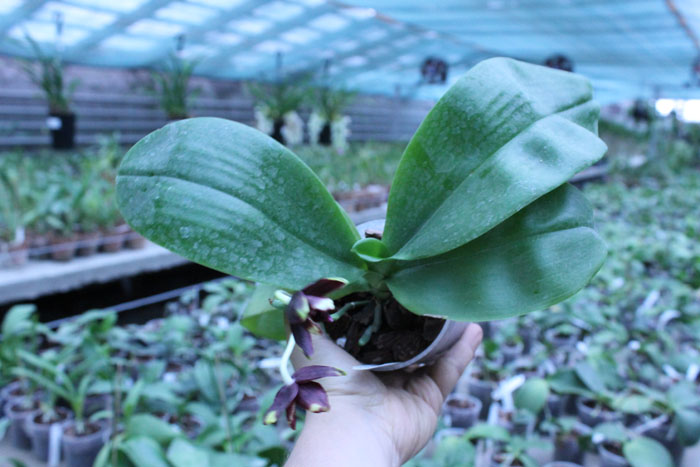 Phalaenopsis Hawaii Dragon Girl x Lioulin Goldfinch.jpg