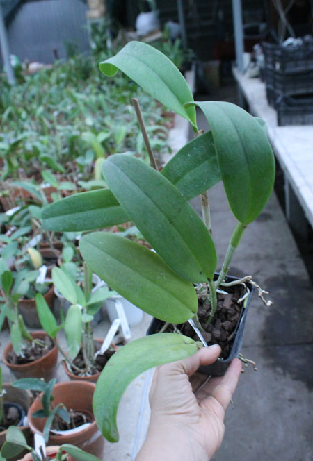 Cattleya leopoldii 'Dark Show' x Cattleya aurea 'Uraba-A'.jpg