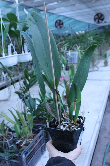 Brassolaeliocattleya Tubtim Siam 'Kultana'.jpg