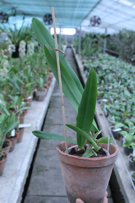 Cattleya maxima var coerulea.jpg
