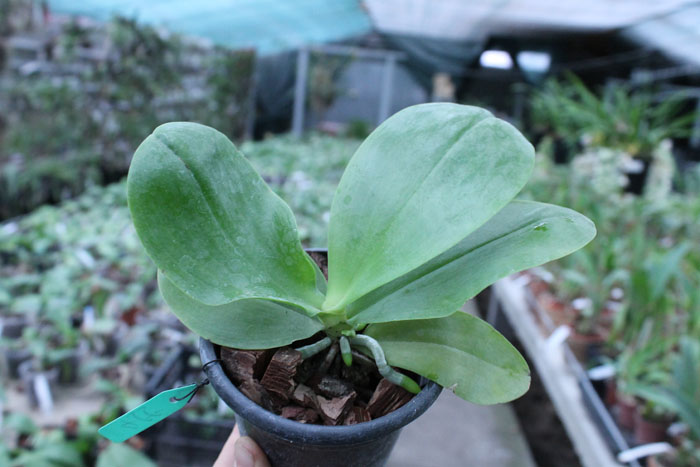 Phalaenopsis Yaphon Red Jewel x Ld's Bear King.jpg