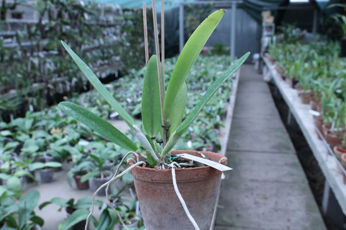 Cattleya trianae semi alba 'Rinaldi' x SELF.jpg
