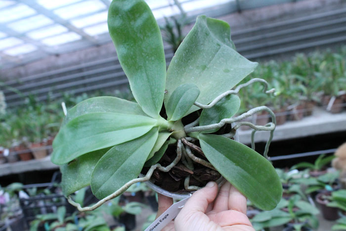 Phalaenopsis Nobby's Green Eagle 'Yaphon'.jpg