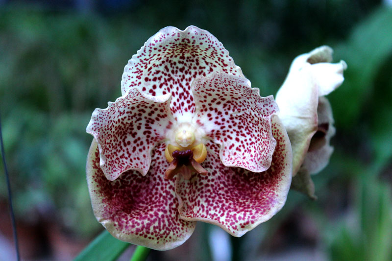Vanda Adisak Happiness.jpg