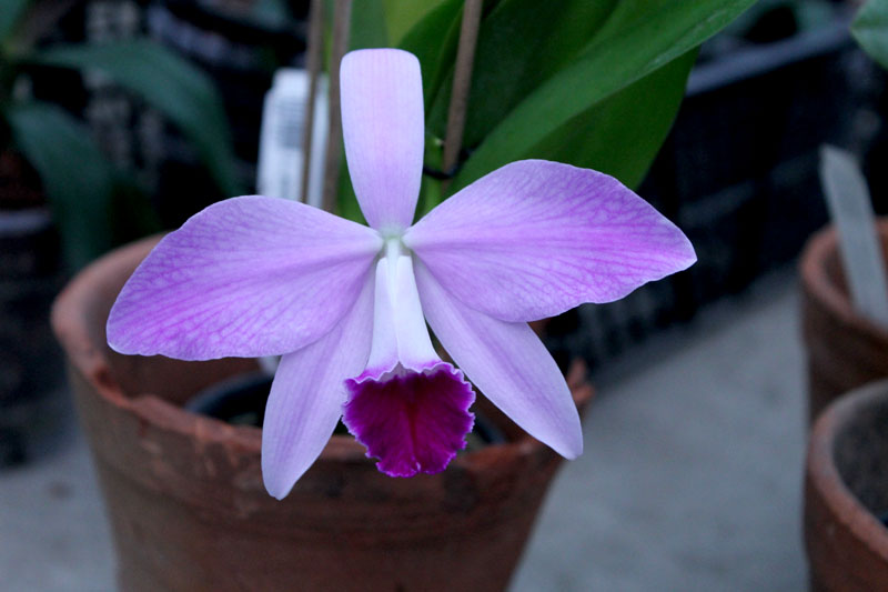Laeliocattleya Statteriana (Laelia perrinii x Cattleya Labiata).jpg