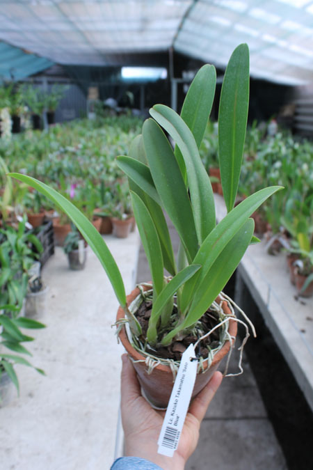 Laeliocattleya Kazuko Takamatsu 'Seto Blue'.jpg