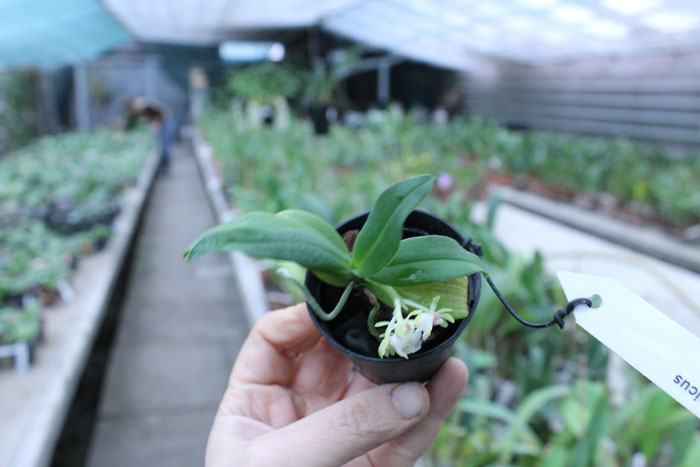 Gastrochilus japonicus.jpg