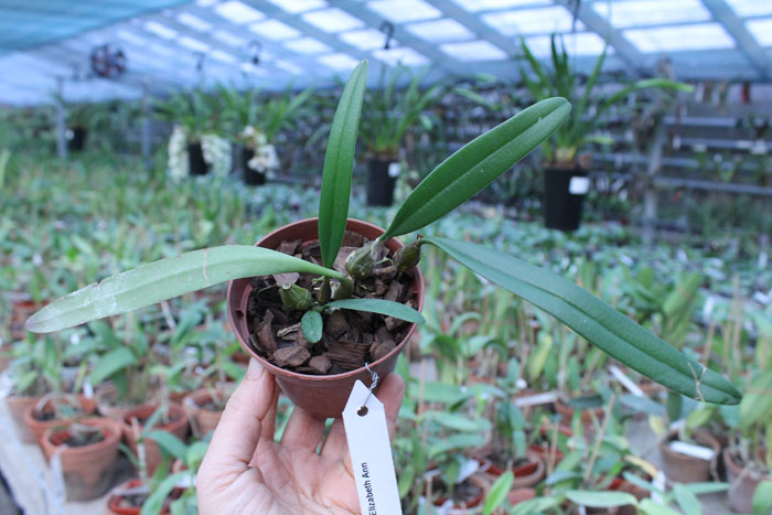 Bulbophyllum Elizabeth Ann.jpg