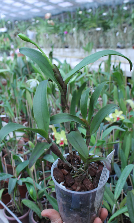 Epicattleya Rene Marques x Potinara Free Spirit.jpg