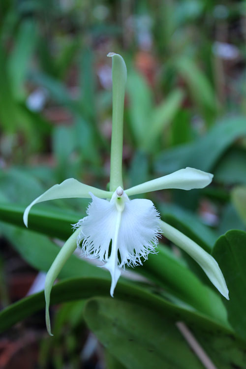 Epidendrum parkinsonianum x Brassavola digbyana.jpg