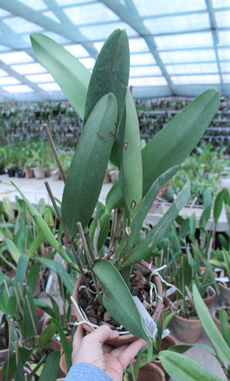 Rhyncattleanthe Guanmiau City 'Black Ruby'.jpg