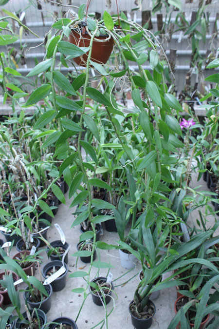 Dendrobium pierardii x loddigesii.jpg