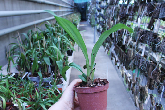 Rossioglossum 'Rawdon Jester'.jpg