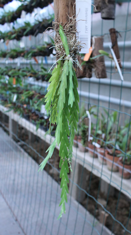 Lockhartia oerstedii.jpg