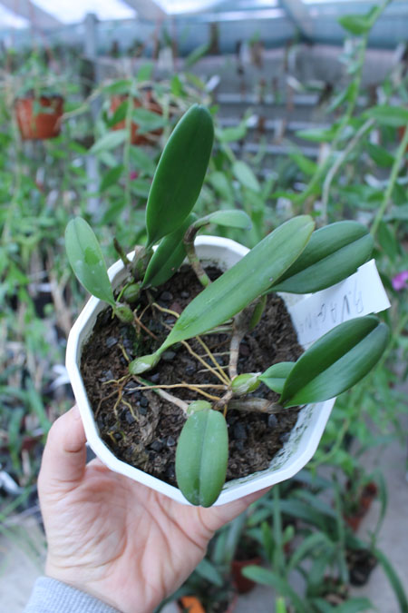 Bulbophyllum vaginatum.jpg