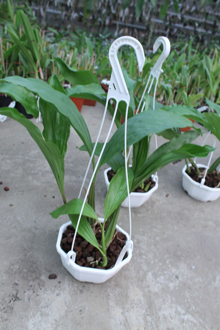 Coelogyne rochussenii.jpg