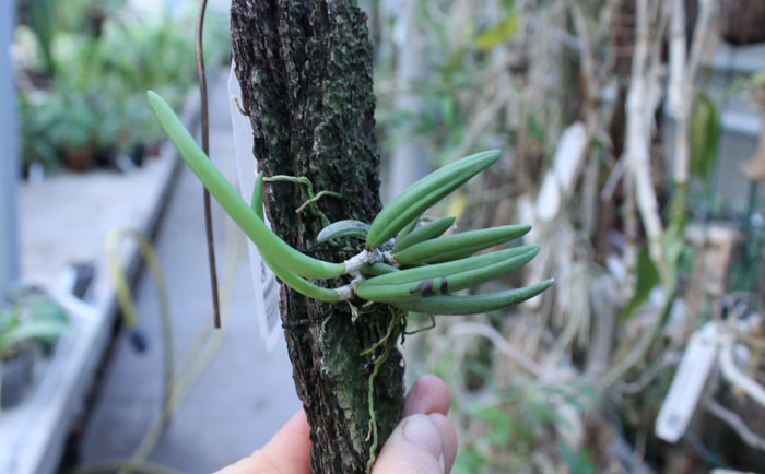 Dendrobium wassellii.jpg