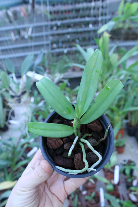 Gastrochilus acutifolius.jpg