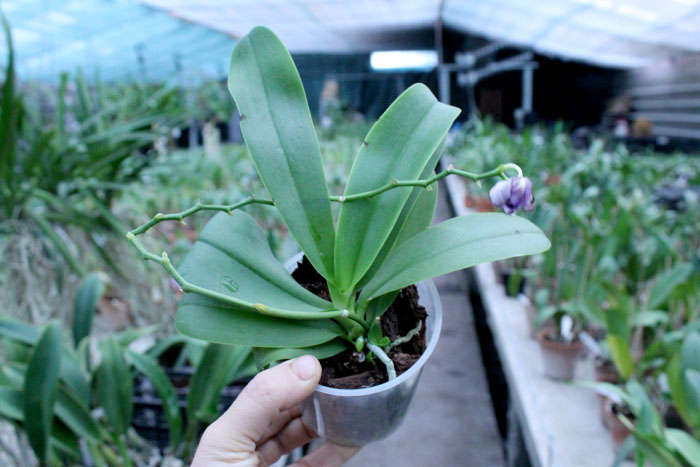Doritaenopsis Purple Martin.jpg