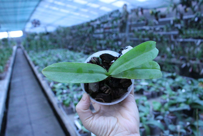 Phalaenopsis hieroglyphica var flava.jpg