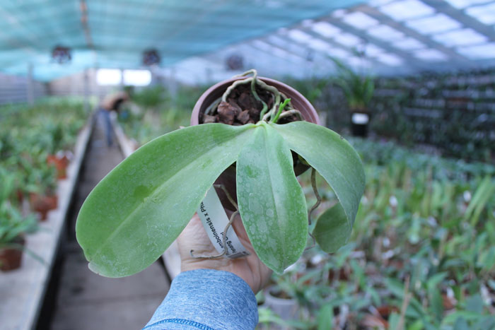 Phalaenopsis amboinensis x Phalaenopsis Penang Girl.jpg