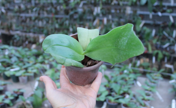 Phalaenopsis I-Hsin George - bellina x Dragon Tree Eagle.jpg