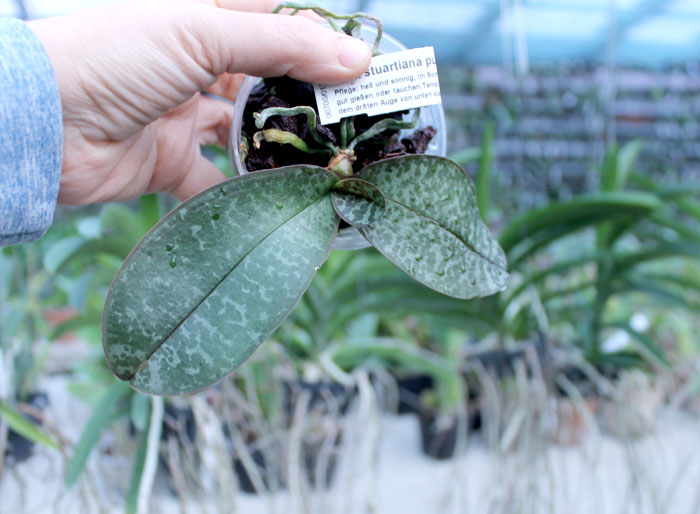 Phalaenopsis stuartiana punctatissima.jpg