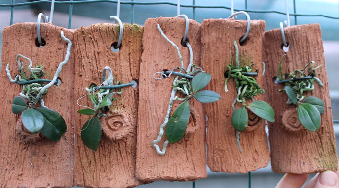 Aerangis fuscata.jpg