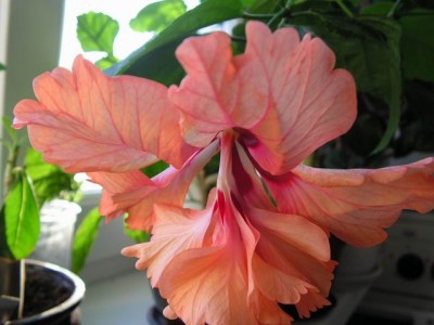 Resize of PICT0025.JPG