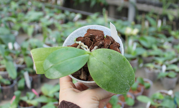 Phal tetraspis 'C#1' x Dragon Tree Eagle.jpg