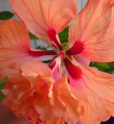 Resize of PICT0032_sm.jpg