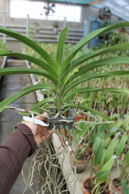 Vanda Kulwadee Fragrance x Dr Anek.jpg