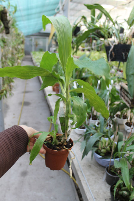 Chysis bractescens.jpg