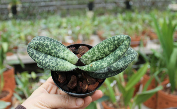 Paphiopedilum delenatii.jpg