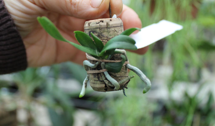 Aerangis rhodosticta.jpg