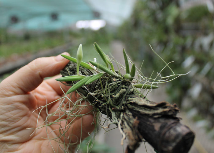 Leptotes unicolor.jpg