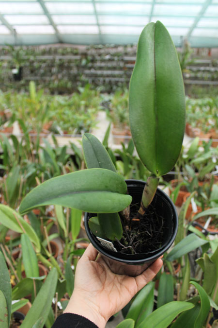 Rhynchosophrocattleya Village Chief Armani 'Red Dragon'.jpg