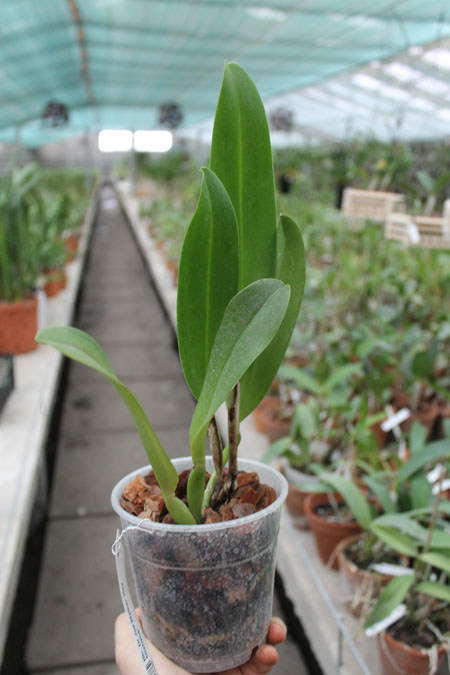 Brassolaeliocattleya Dr Joe Walker 'Ray Mishima'.jpg