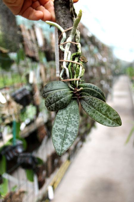 Phalaenopsis lindenii.jpg