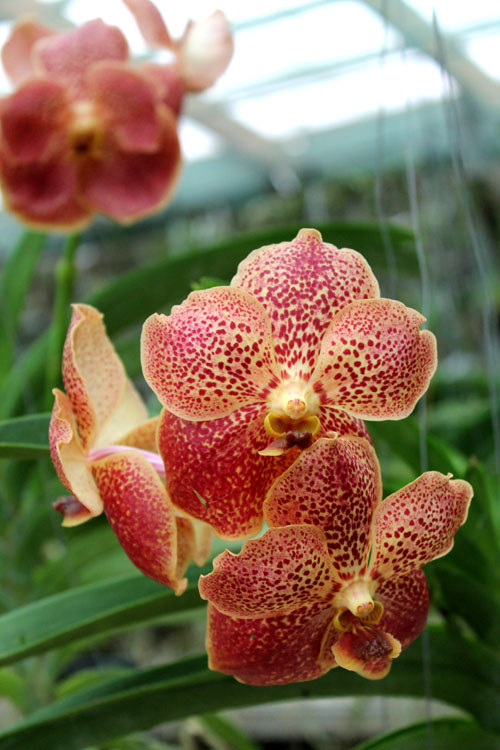 Vanda Adisak Happiness.jpg