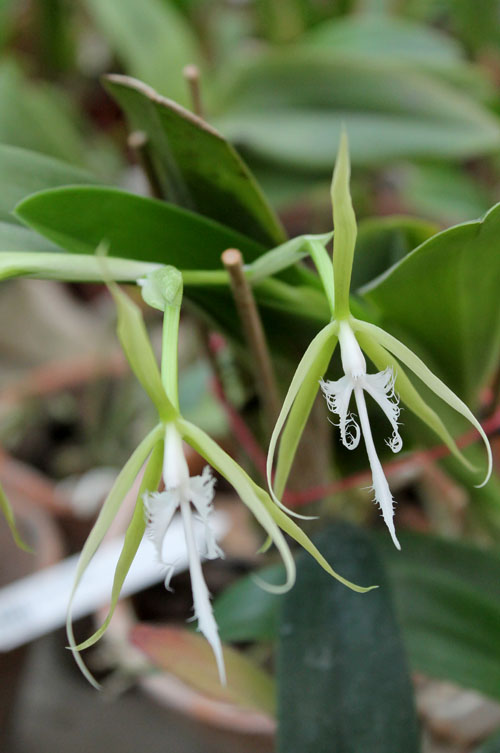 Coilostylis ciliaris.jpg