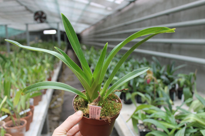 Phragmipedium caudatum.jpg