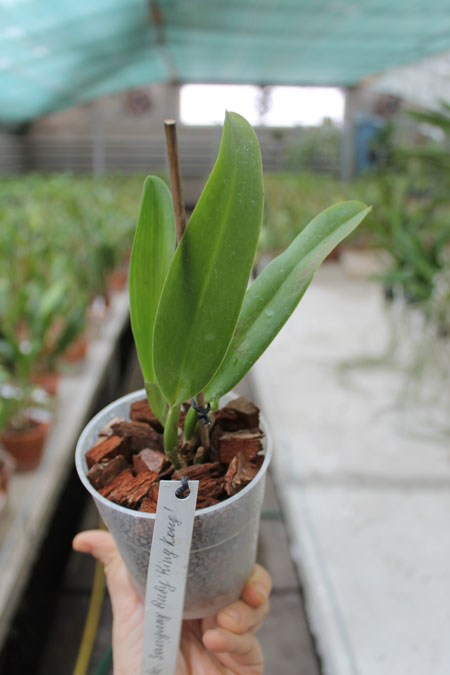 brassolaeliocattleya Sanyung Ruby Kingn Kong.jpg