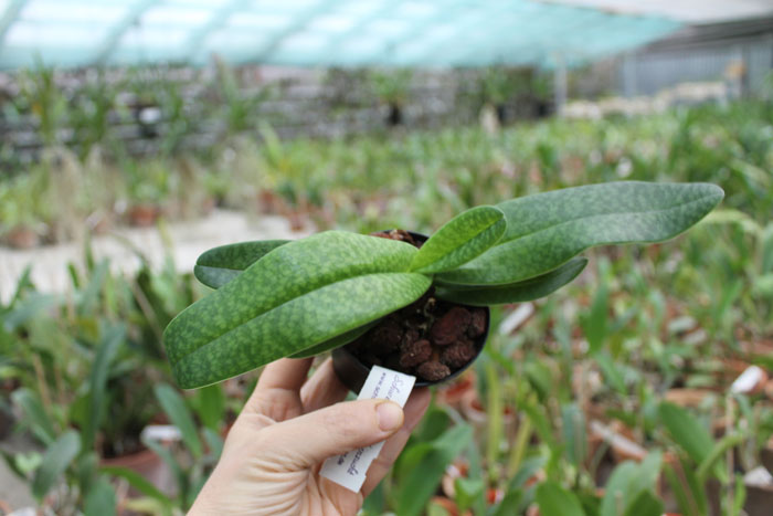 Paphiopedilum Rolfei (rothschildianum x bellatulum).jpg