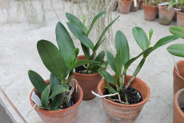 Rhynchosophrocattleya Village Chief North Green Genius.jpg